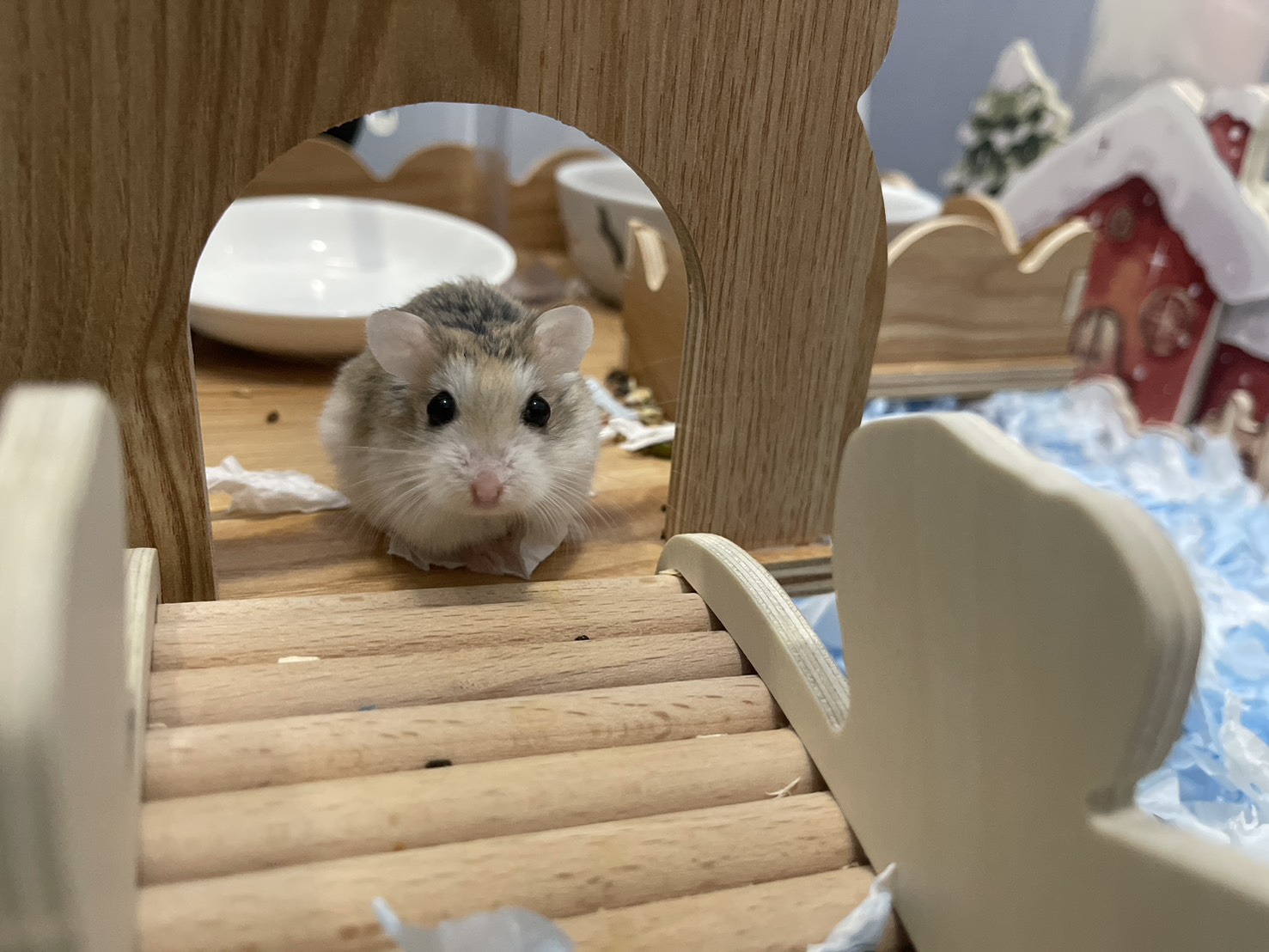 倉鼠寄宿